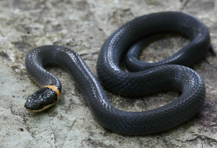Ringneck Snake
